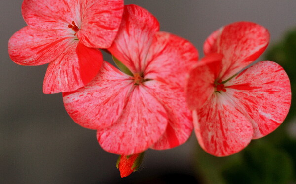赤い花　天竺葵