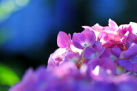 ブルーシートと紫陽花
