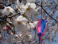 桜祭り、の雰囲気