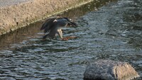 ひとっ跳び、渡りササゴイ。