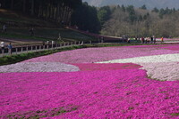 秩父の芝桜・・・