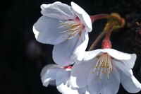 暖か日差しに桜咲く