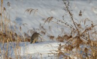 雪中の哲人