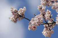 桜と白い雲と