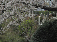 横浜・外国人墓地と桜