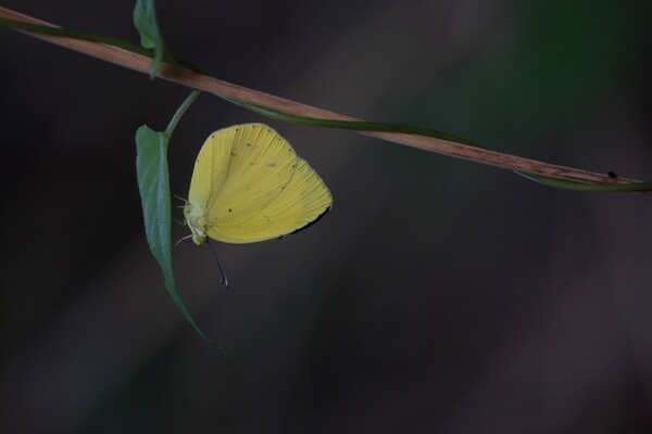 森の蝶