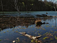 枯木の池3
