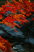 長瀞岩畳と紅葉