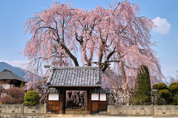 【おだやかに・・・春】　増泉寺の桜　満開！