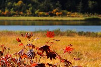 一枚の紅葉と沼