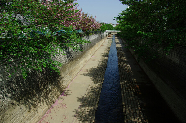 春の石神井川