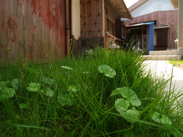 【緑】うちの芝生