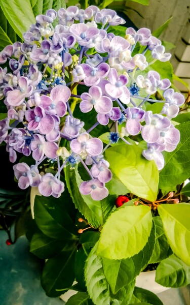 【初夏】渦紫陽花とヤブコウジ