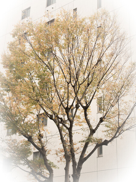 街の樹