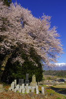 墓守桜