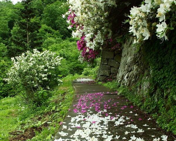 花の小道