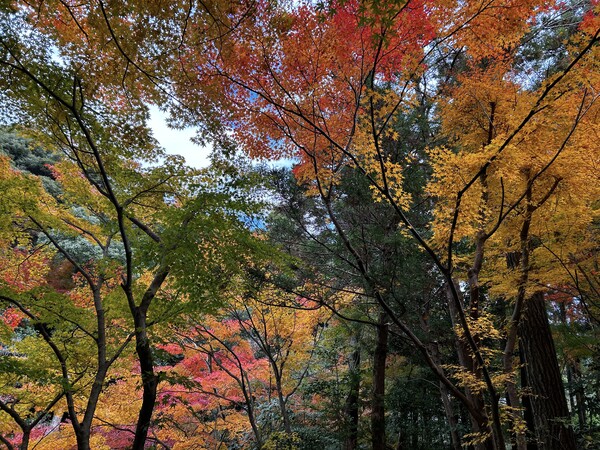 紅葉