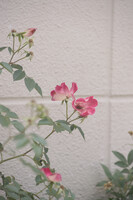 淡いピンク色の花