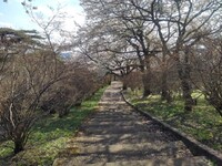 春の公園の丘の緩やかな階段