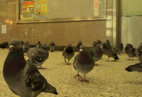 新宿駅地下の鳩