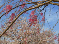 花桃と桜