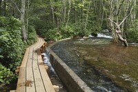 獅子ヶ鼻湿原遊歩道