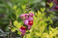 水戸植物園の花