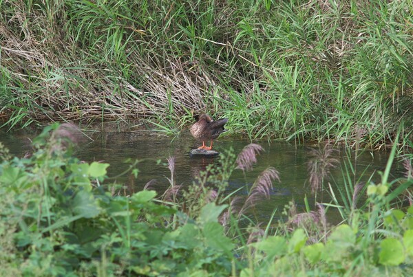 マガモが蒲生川で羽繕い