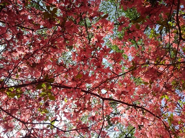 背の高いツツジの天井