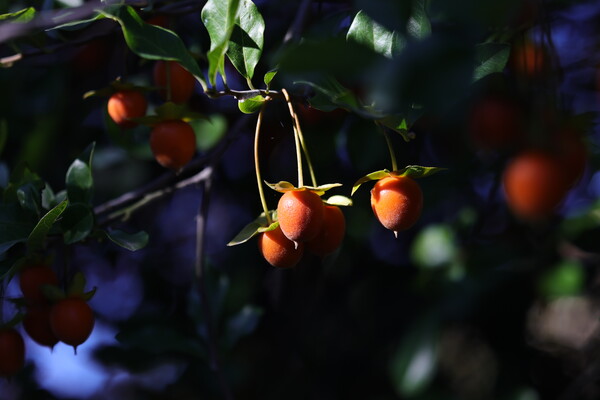 秋の実（その３）シセントキワガキ