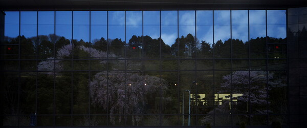 ガラスの中の桜
