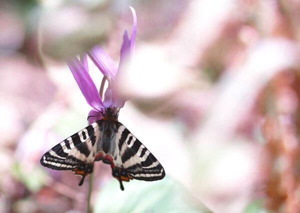 春の蝶
