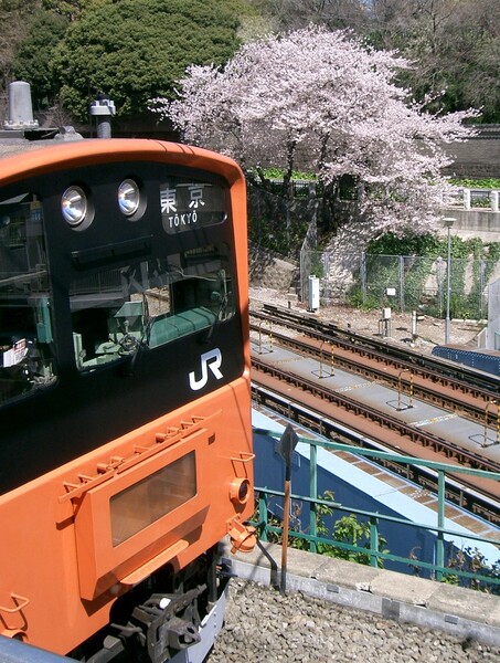 【桜】桜と中央線２０１系