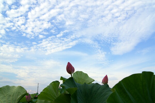 花はす田の夕方