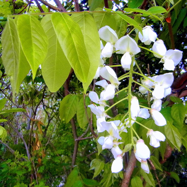 白いフジの花