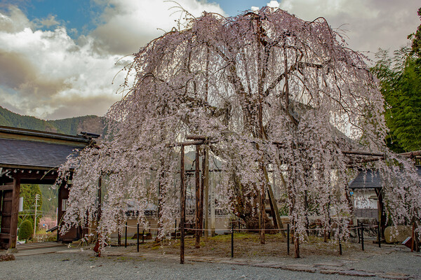 【桜花】　永養寺の枝垂れ桜