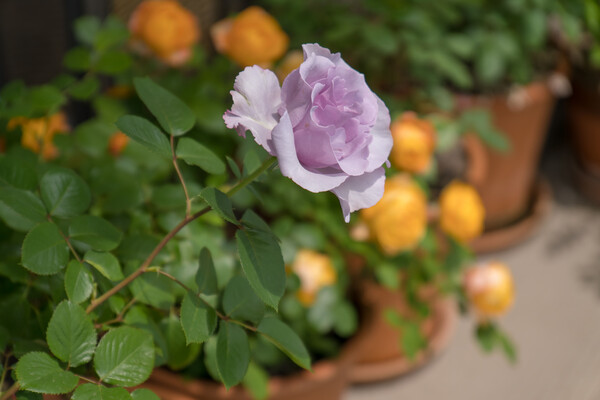 ベランダの薔薇