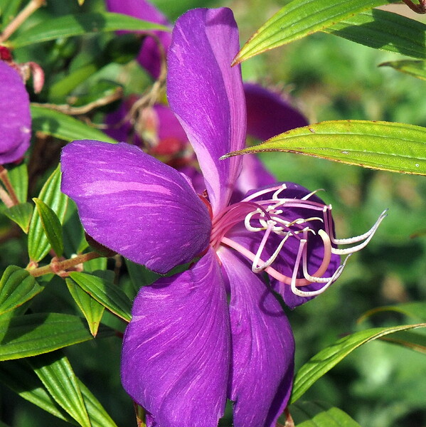 まだ咲いてる庭の花　ノボタン