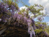 藤の天国