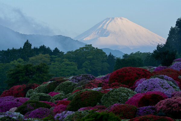 つつじ園の朝富士