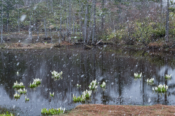 春の雪