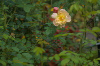 秋薔薇に期待