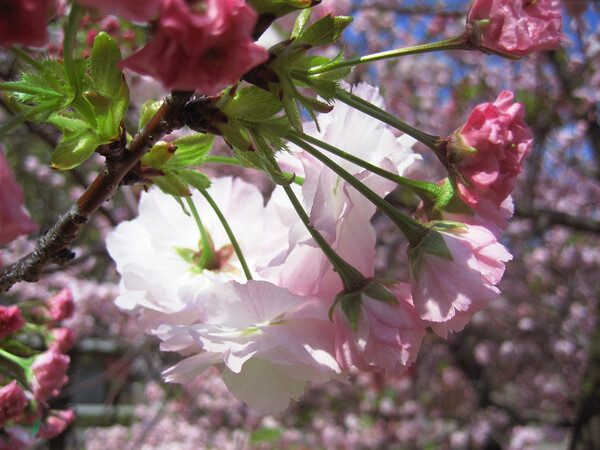 八重桜が薫るように