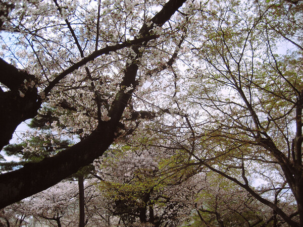 桜と楓