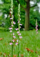 芝生に咲く
