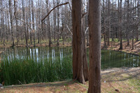 池畔の情景