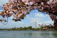 ワシントンの桜