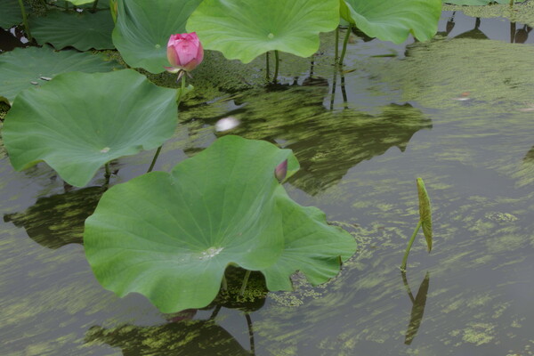 水草の流れ