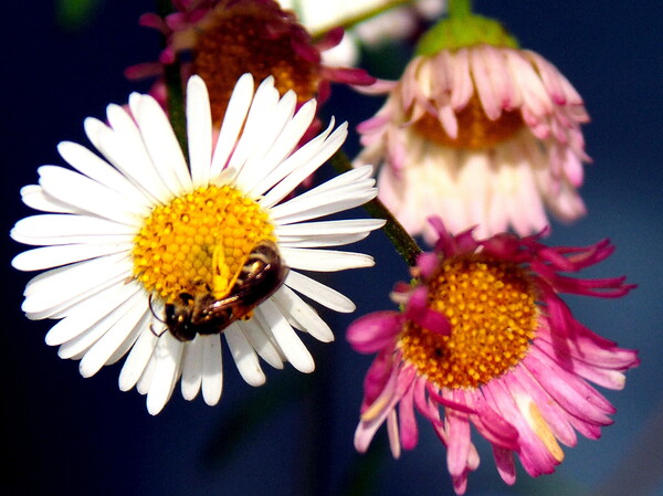 小さい花と小さな蜂