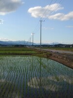 道路沿いの鏡と化した水田